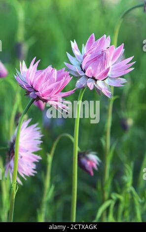 Deux pâquerettes indigènes roses d'Australie, Rhodanthe anthemoides, famille des Asteraceae. Également connu sous le nom de pâquerettes en papier. Banque D'Images