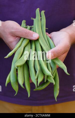 Phaseolus coccineus 'Firestorm'. Grains de course « Firestorm » fraîchement cueillis dans un jardin de cuisine. ROYAUME-UNI Banque D'Images