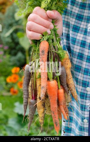 Carottes « Arlequin » F1. Carottes arc-en-ciel fraîchement cueillies cultivées dans un jardin de cuisine domestique (photo). Banque D'Images