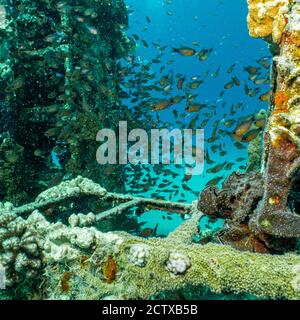 Un récif artificiel regorgeant de poissons. Photo d'un récif de la mer Rouge, Egypte Banque D'Images