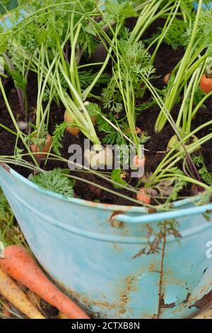 Daucus carota 'Arlequin' F1. Carottes poussant dans un récipient dans un jardin arrière. ROYAUME-UNI Banque D'Images