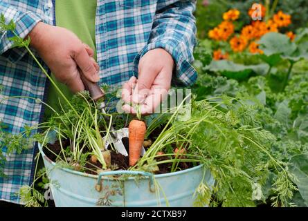 Daucus carota 'Arlequin' F1. Carottes poussant dans un récipient dans un jardin arrière. ROYAUME-UNI Banque D'Images