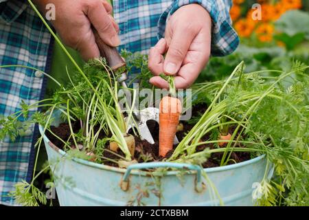 Daucus carota 'Arlequin' F1. Carottes poussant dans un récipient dans un jardin arrière. ROYAUME-UNI Banque D'Images