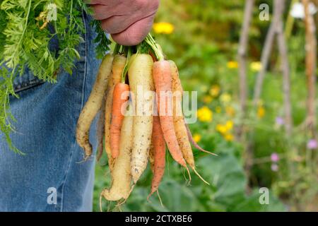 Carottes « Arlequin » F1. Carottes arc-en-ciel fraîchement cueillies cultivées dans un jardin de cuisine domestique (photo). Banque D'Images