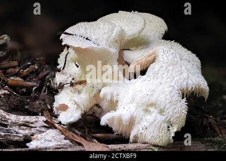 La dent à pointes (Hericium cirratum) est un champignon comestible, une macro-photo empilée Banque D'Images