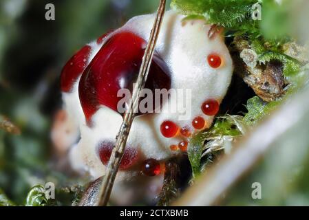 Le Mealy Tooth (Hydnellum ferrugineum) est un champignon non comestible , une macro-photo empilée Banque D'Images