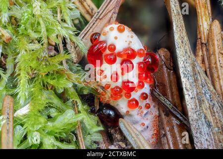 Le Mealy Tooth (Hydnellum ferrugineum) est un champignon non comestible , une macro-photo empilée Banque D'Images