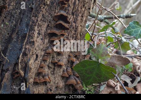 La croûte de rideau de chêne (Hymenochaete rubiginosa) est un champignon non comestible sur Oaks , image macro empilée Banque D'Images