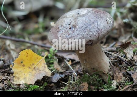 Le Milkcap du Nord (Lactarius trivialis) est un champignon non comestible , une macro-photo empilée Banque D'Images