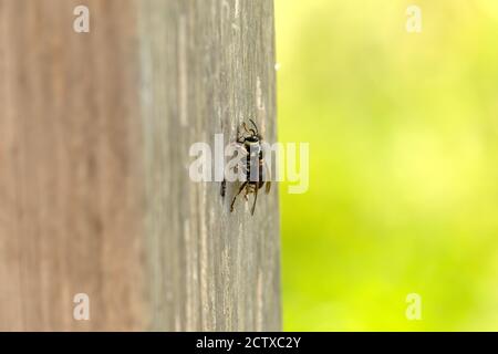 Le hornet, au fini chauve, mordu de bois sur un pilier de jardin Banque D'Images