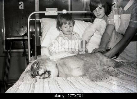 années 1970, historique, dans un hôpital du sud de londres, un petit garçon patient a un visiteur surprise allongé sur son lit, un petit lion....eh bien c'était les années 70! Banque D'Images