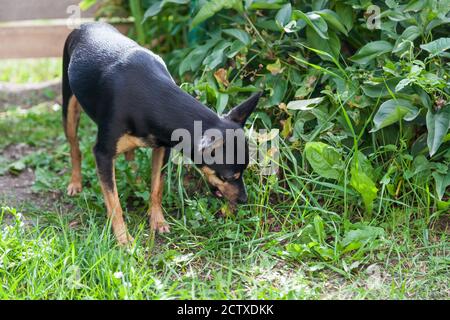 Un chien d'une petite race de la famille des terriers jouets, noir et brun, se tord et mange de l'herbe au printemps sur fond de parc vert. Manque o Banque D'Images