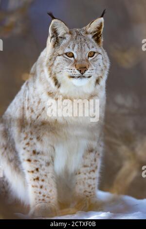 Portrait en longueur de chat de lynx sauvage à fourrure assis sur neige Banque D'Images