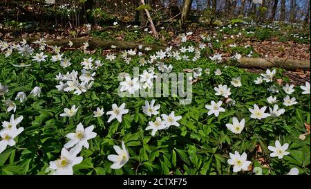 Fleurs sauvages en fleurs (anémone de bois, anemonoides nemorosa, également appelé fleur du vent, thimbleweed ou renard odorant) dans la forêt de Kaiserstuhl, en Allemagne. Banque D'Images