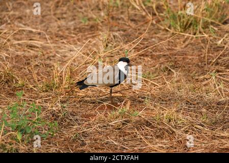 lapping ou pluvier ailé (Vanellus spinosus) adulte debout sur une savane ouverte, Tsavo, Kenya Banque D'Images