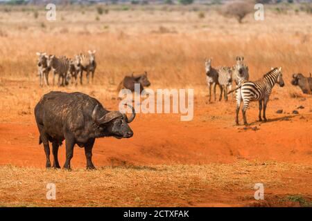 Buffle de cap solitaire (syncerus caffer) debout sur des plaines sèches avec zébré en arrière-plan, réserve de gibier de Ngutuni, Tsavo, Kenya Banque D'Images