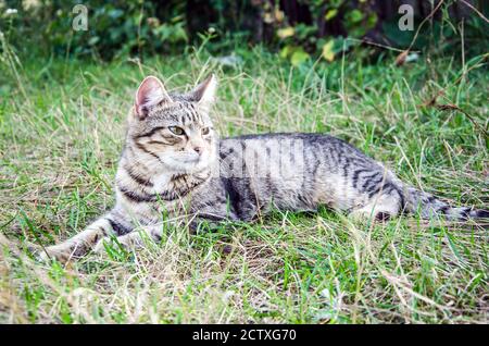 Chat de rue dans lit de fleur. Le chat gris moelleux est assis dans l'herbe verte. Banque D'Images