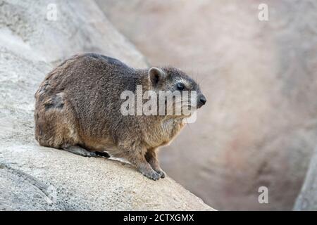 Rock hyrax / dassie (Procavia capensis) assis sur le rocher, originaire d'Afrique et du Moyen-Orient Banque D'Images