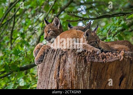 Trois jeunes lynx eurasiens (Lynx lynx) les juvéniles se reposant sur le tronc de l'arbre en forêt Banque D'Images