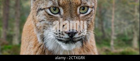 Lynx eurasien (Lynx lynx) portrait en gros plan dans la forêt de conifères Banque D'Images