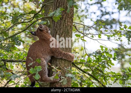 Jeune lynx eurasien (lynx du Canada) jeunes grimpant chêne dans la forêt décidue Banque D'Images