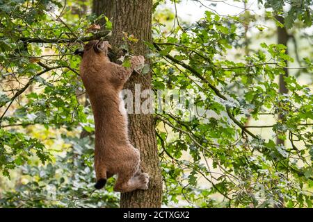 Jeune lynx eurasien (lynx du Canada) jeunes grimpant chêne dans la forêt décidue Banque D'Images