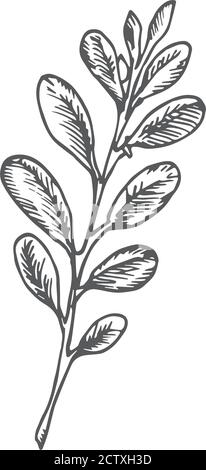 Illustration vectorielle de la branche de Mistletoe de Noël dessinée à la main. Esquisse rustique abstraite. Dessin de style engraving des fêtes d'hiver. Illustration de Vecteur