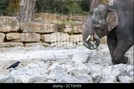 Leipzig, Allemagne. 25 septembre 2020. Le jeune éléphant d'Asie Edgar, du zoo de Berlin, explore l'enceinte de l'éléphant à Leipzig. Les Berlinois sont en train de convertir l'ancienne maison pachyderme et veulent construire les installations les plus modernes d'Europe pour les éléphants d'Afrique. À cette fin, les éléphants d'Asie ont été distribués à d'autres zoos. Quatre éléphants d'Asie vivent déjà dans le temple de l'éléphant de Leipzig Ganesha Mandir et doivent maintenant former un nouveau troupeau avec les Berliners. Credit: Jan Woitas/dpa-Zentralbild/dpa/Alay Live News Banque D'Images