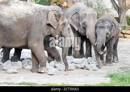 Leipzig, Allemagne. 25 septembre 2020. Les cinq éléphants d'Asie Astra (l-r), Pantha. Kewa et Edgar, du zoo de Berlin, explorent le parc à éléphants de Leipzig. Les Berlinois sont en train de convertir l'ancienne maison pachyderme et veulent construire les installations les plus modernes d'Europe pour les éléphants d'Afrique. À cette fin, les éléphants d'Asie ont été distribués à d'autres zoos. Quatre éléphants d'Asie vivent déjà dans le temple de l'éléphant de Leipzig Ganesha Mandir et doivent maintenant former un nouveau troupeau avec les Berliners. Credit: Jan Woitas/dpa-Zentralbild/dpa/Alay Live News Banque D'Images