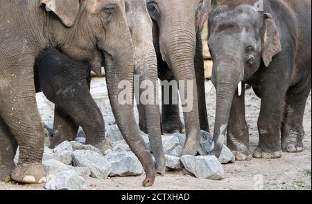 Leipzig, Allemagne. 25 septembre 2020. Les cinq éléphants d'Asie Astra (l-r), Pantha. Kewa et Edgar, du zoo de Berlin, explorent le parc à éléphants de Leipzig. Les Berlinois sont en train de convertir l'ancienne maison pachyderme et veulent construire les installations les plus modernes d'Europe pour les éléphants d'Afrique. À cette fin, les éléphants d'Asie ont été distribués à d'autres zoos. Quatre éléphants d'Asie vivent déjà dans le temple de l'éléphant de Leipzig Ganesha Mandir et doivent maintenant former un nouveau troupeau avec les Berliners. Credit: Jan Woitas/dpa-Zentralbild/dpa/Alay Live News Banque D'Images