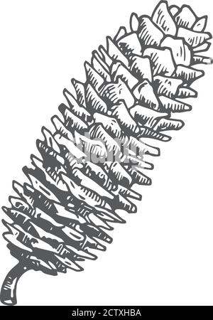 Illustration vectorielle longue strobile de Noël dessinée à la main. Esquisse rustique abstraite. Dessin de style engraving des fêtes d'hiver. Illustration de Vecteur