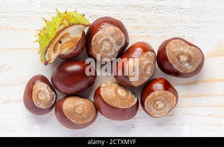 Châtaignes (Conkers) sur bois blanc Banque D'Images