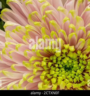 Gros plan d'une fleur de chrysanthème avec des pétales rose pâle bordés de vert. Banque D'Images