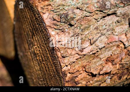 Surface de l'écorce du tronc de l'ancien arbre, texture gaufrée Banque D'Images