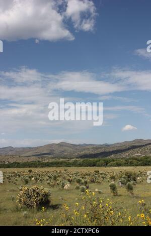 Un terrain verdoyant de yucca et de tournesols se trouve contre le Les montagnes Mimbres et un ciel bleu vif Banque D'Images