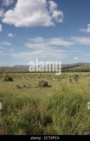 Un terrain verdoyant de yucca et de tournesols se trouve contre le Les montagnes Mimbres et un ciel bleu vif Banque D'Images