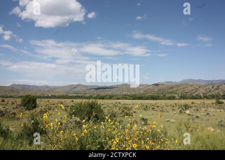 Un terrain verdoyant de yucca et de tournesols se trouve contre le Les montagnes Mimbres et un ciel bleu vif Banque D'Images