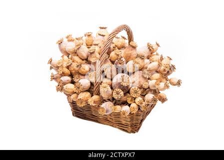 Un bouquet de graines de pavot séchées dans un panier en osier isolé sur fond blanc. Banque D'Images