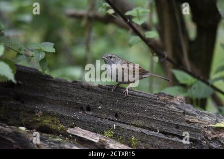 Dunnock (Prunella modularis) debout sur une Log dans une réserve naturelle en Angleterre, au début de l'automne Banque D'Images