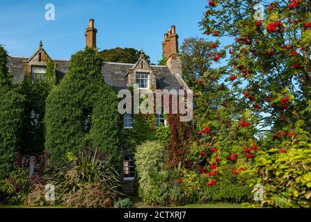 Maison victorienne couverte de lierre d'automne et de cendres de montagne ou de baies de rowan en fleur, village de Dirleton, East Lothian, Écosse, Royaume-Uni Banque D'Images