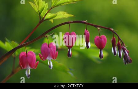 Dicentra spectabilis Banque D'Images