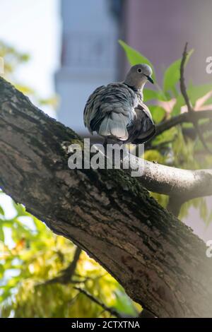 Un petit pigeon d'oiseau perchée sur une branche d'arbre Banque D'Images