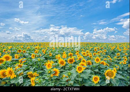 champ dans lequel il y a beaucoup de jaune Tournesol Helianthus sous un ciel bleu avec des nuages Banque D'Images