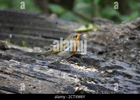 Robin européenne (erithacus rubecula) perchée au milieu d'une forêt sur le dessus de la graine, dans la forêt en Angleterre en automne Banque D'Images