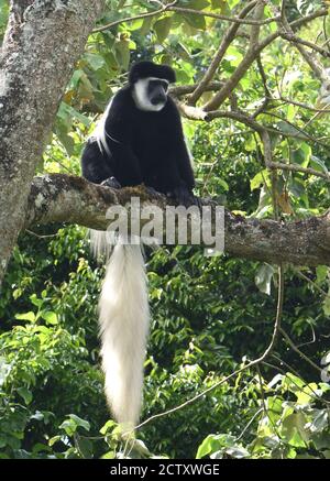 Un singe colobus noir et blanc, le couchant guereza (Colobus guereza), se détend sur les branches d'arbres à digérer son repas de feuilles. Parc National d'Arusha. Banque D'Images