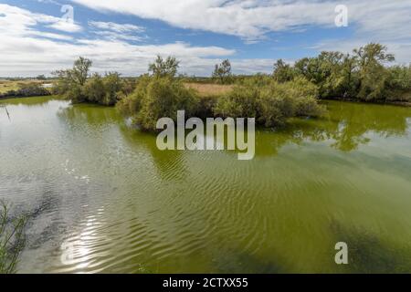 Lansdcape eau verte dans un étang en France sur la côte atlantique. Banque D'Images