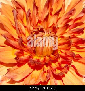 Magnifique gros plan d'une fleur de dahlia orange photographiée dans le Piémont, en Italie. Banque D'Images