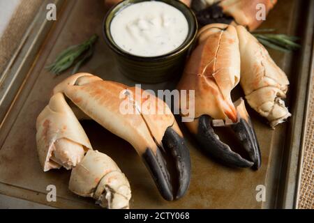 Pinces de crabe bouillies d'un crabe brun, cancer pagurus, qui ont été servies avec une mayonnaise à l'ail, à l'estragon et au citron. Dorset Angleterre GB Banque D'Images