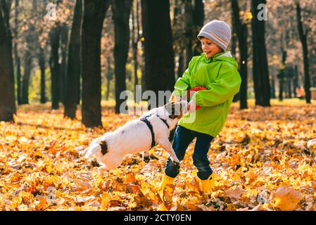 Chien de compagnie amusant Jack Russell Terrier jouant le remorqueur de la guerre Jeu avec un garçon joyeux dans le parc d'automne le mois d'octobre jour Banque D'Images