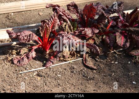 Le verger rouge laisse sur une plante dans un jardin de cuisine À Nieuwerkerk aan den IJssel aux pays-Bas Banque D'Images